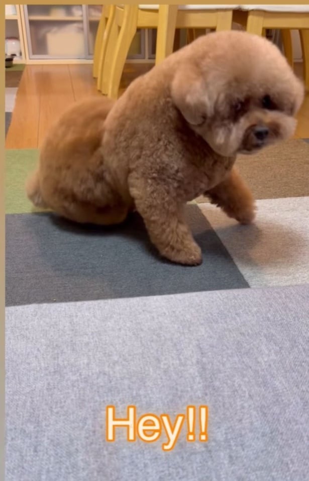 起き上がり、振り返るパルムくん(⇒次へ)