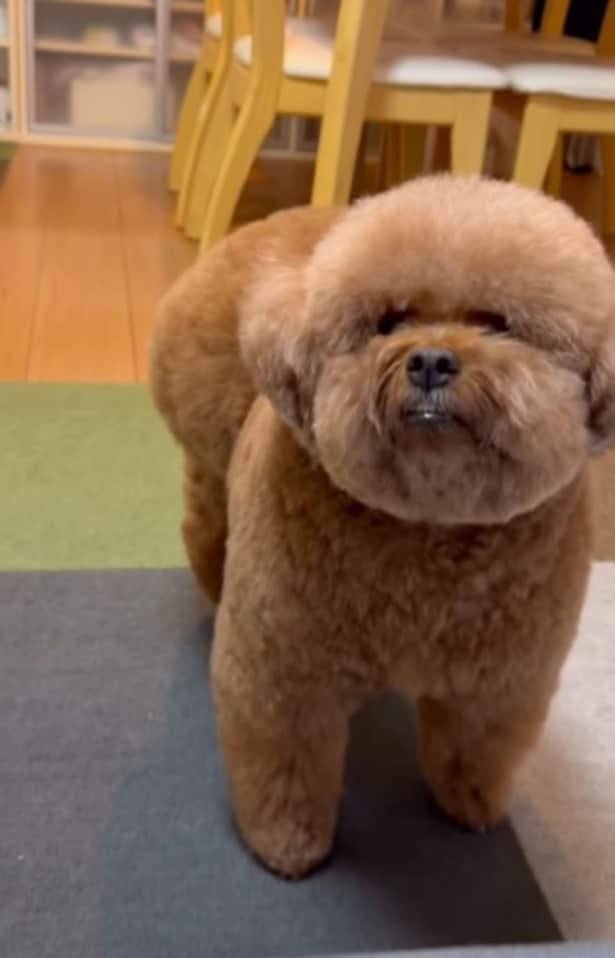 「反対だと思ってた」といったコメントが続出▶パルムくんの日常は…(⇒次へ)