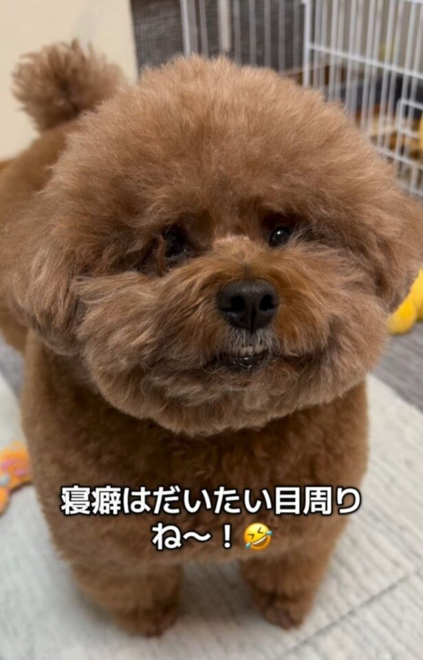 寝癖はだいたい目周り▶意識高いトイプードル(⇒次へ)