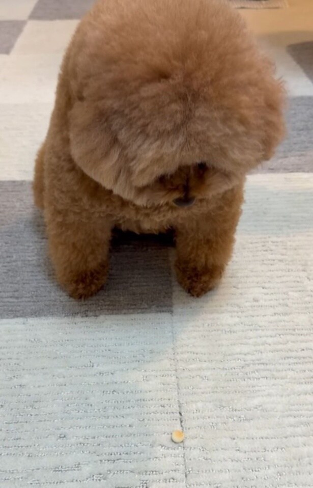 ボーロを一点集中で見つめる▶寝起き姿が印象的(⇒次へ)