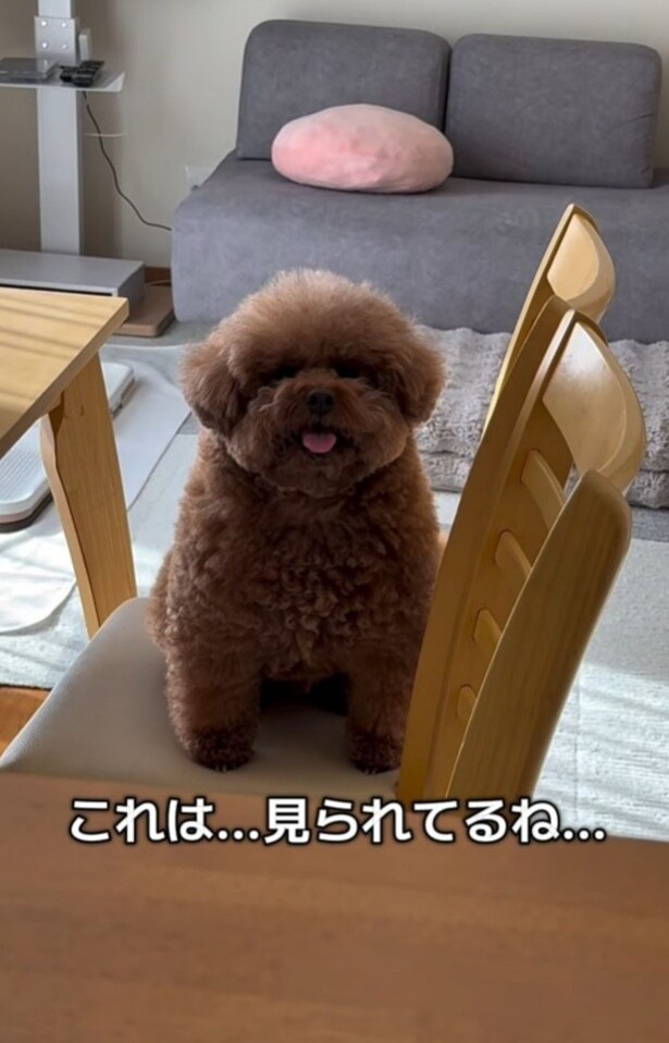 お母さんに熱い視線を送るパルムくん▶絶対に目を離さないぞ!(⇒次へ)