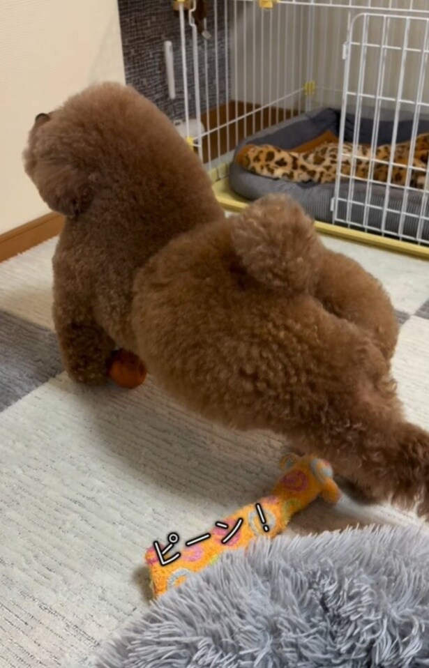 朝はストレッチを欠かさない▶お散歩姿も可愛い(⇒次へ)