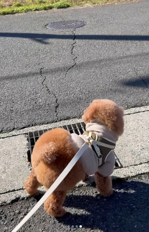 服からはみ出した丸いおしり▶(次画像からトイプーのかわいさにキュンキュンの実録コミックエッセイ『うちのトイプーがアイドルすぎる。』が読めます)