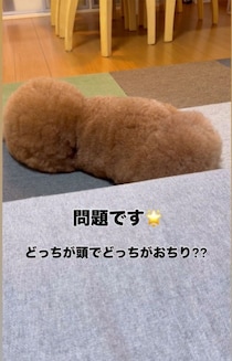 「超難問」どっちが頭でどっちがおしり？トイプードルのモフモフに混乱する人が続出