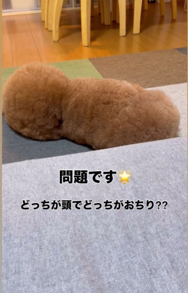 「超難問」どっちが頭でどっちがおしり?トイプードルのモフモフに混乱する人が続出
