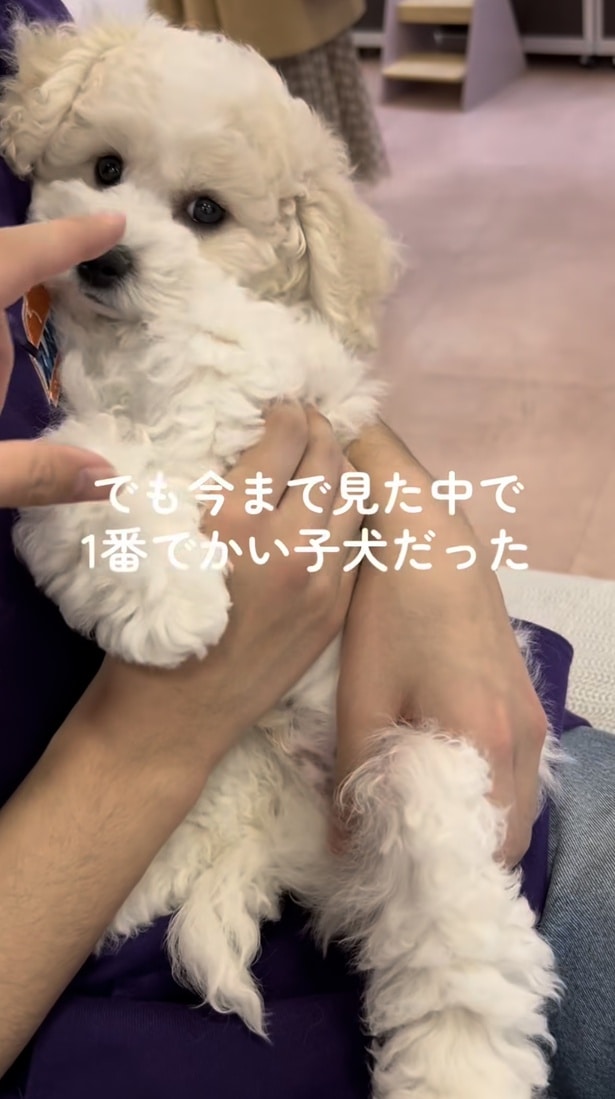 「なんか大きい子犬だな…」と思っていた▶まさかの成長ぶり！（⇒次へ）