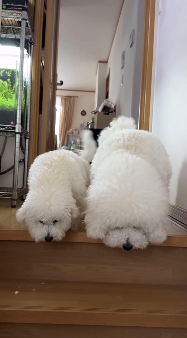 「階段降りられない…」▶途方に暮れ…（⇒次へ）