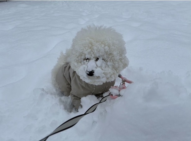 ふわふわの顔に雪がくっつく▶雪まみれになりながらも…（⇒次へ）