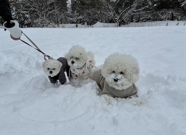 楽しくみんなでお散歩▶（次画像からトイプーのかわいさにキュンキュンの実録コミックエッセイ『うちのトイプーがアイドルすぎる。』読めます）