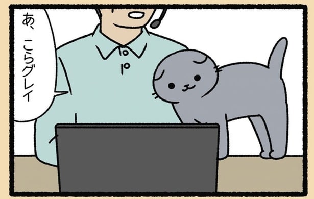 オンライン会議はお手のもの。飼い主を「猫の手」でお助け!