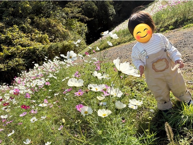 コスモス畑の中の息子さん▶ドアの向こうへ（⇒次へ）