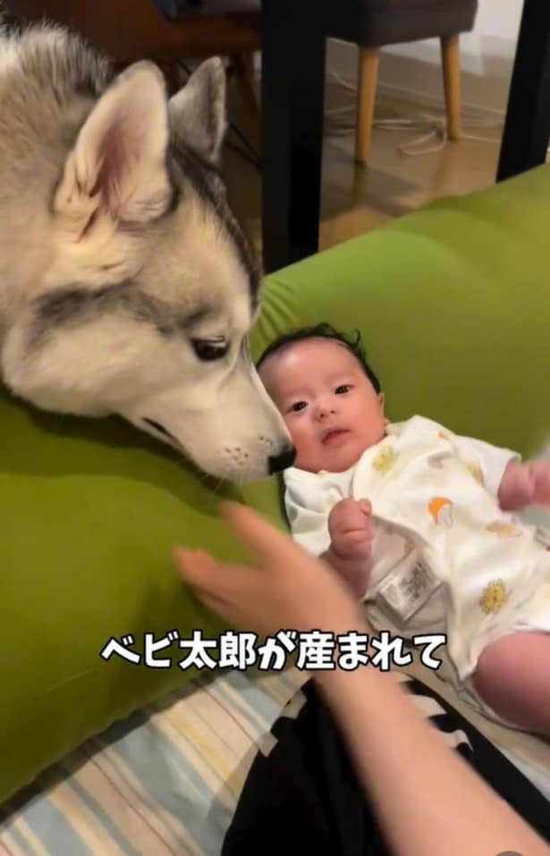 プライドを捨てて赤ちゃん返り！甘えん坊すぎるハスキーの姿に思わず笑顔になる人が爆増中