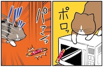 おやつをゲットしたのは後輩猫!? 飼い主が目撃した猫たちの不毛なバトル