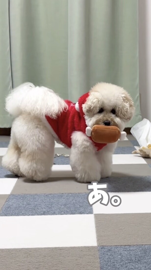 クリスマスプレゼントをもらって嬉しそう▶得体の知れない物体…！？（⇒次へ）