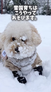 まるで白塗り！雪遊びをして顔をあげたワンちゃんの姿に「さすが雪国育ち」「可愛いけど後が大変そう」