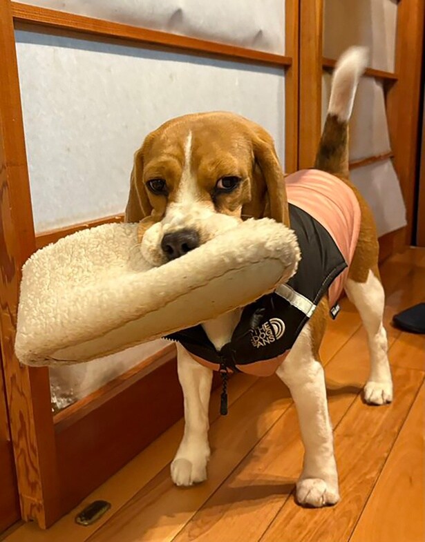 障子を破いた次の瞬間にスリッパを奪うふてちゃん▶怒られちゃって…（⇒次へ）