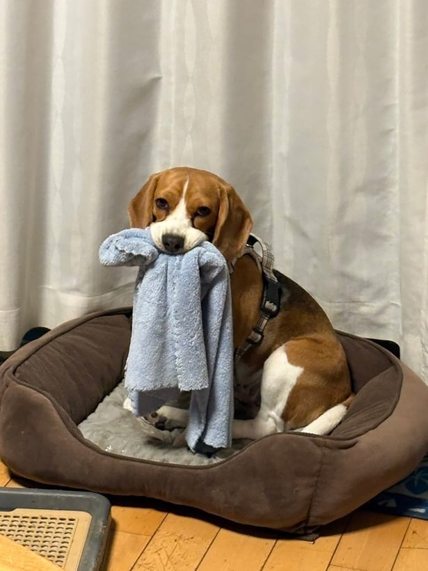 今日の獲物はタオル▶さらにまたある時は…（⇒次へ）