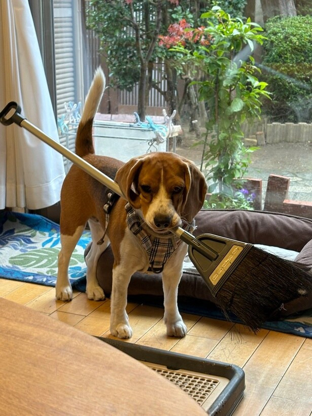 時にはホウキなんかも…▶よく運べたね!?（⇒次へ）