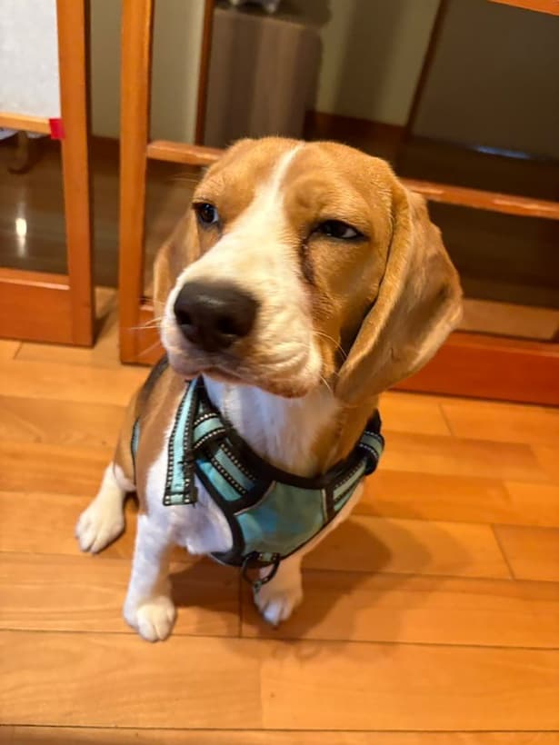 絶妙な表情がたまりません！▶これもまた絶妙（⇒次へ）