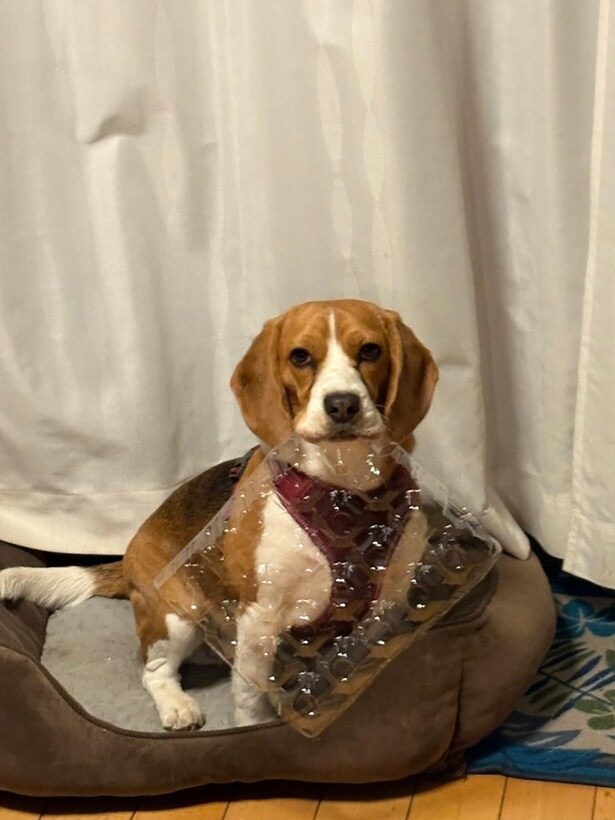 今日の獲物は卵パック▶またある時は…（⇒次へ）