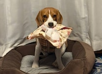 「構ってアピール」の愛犬が獲物を巨大化させて…？「どこまで大きくなるの？」「一生懸命考えてて可愛い」