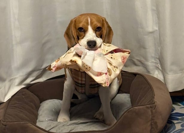 「構ってアピール」の愛犬が獲物を巨大化させて…？「どこまで大きくなるの？」「一生懸命考えてて可愛い」