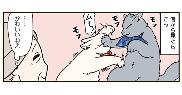 本人（猫）たちは至って真面目。ケンカする彼らがモフモフで可愛い