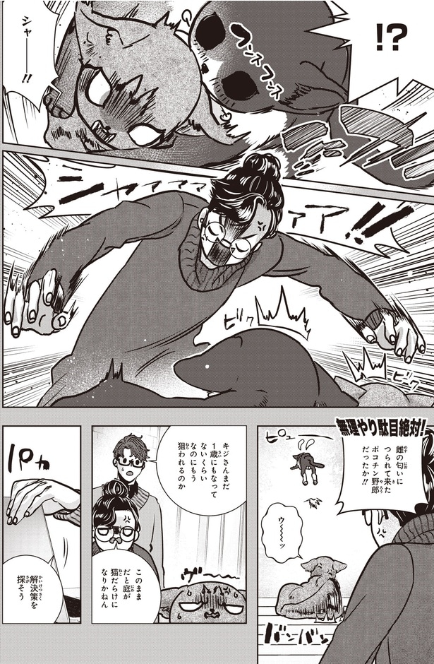 庭が猫だらけになりかねん