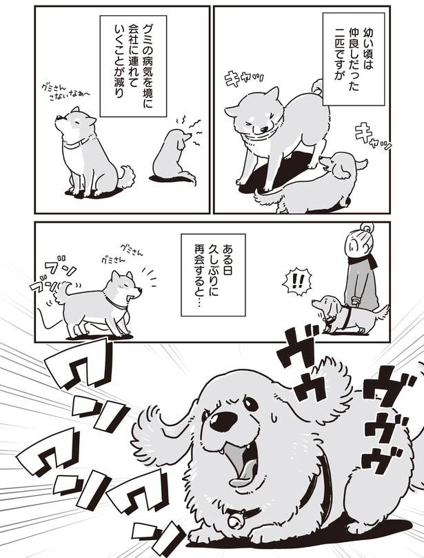 仲良しだった2匹ですが