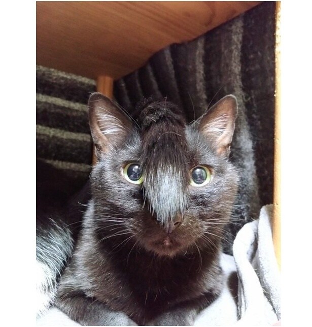 まるでモヒカンかちょんまげのようです！▶飼い主の秋十空さんは、保護猫を19匹飼っているそうで（⇒次へ）