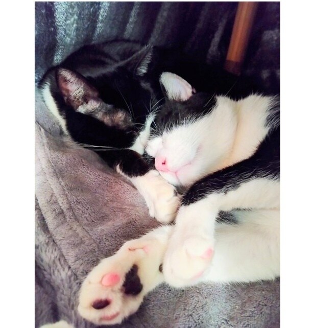 家の中にはいつも可愛い光景が！▶寒い時期は猫ちゃんにこたつを占領されて（⇒次へ）