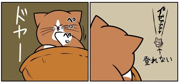 体力無限の子猫にもキャットタワーは登れまい。先住猫がドヤ顔した結果