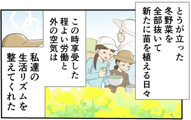 菜の花の思い出