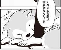 年老いて体が弱り、できないことが増えても。お散歩大好きなシニア柴犬