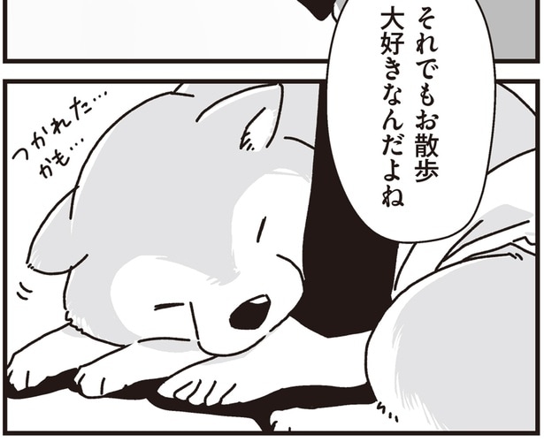 年老いて体が弱り、できないことが増えても。お散歩大好きなシニア柴犬