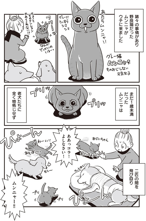 老犬たちに全く物怖じせず