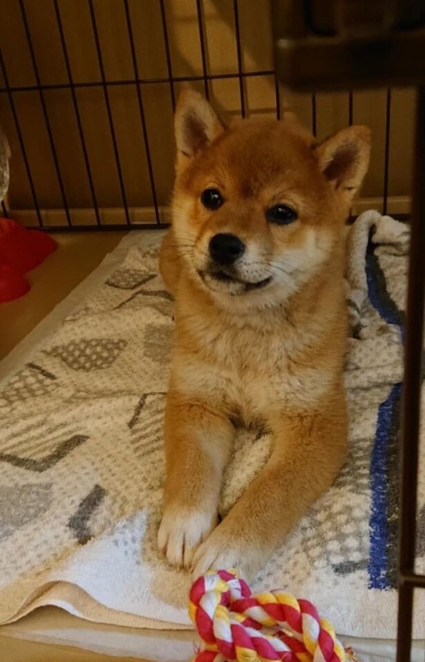 眠たそうな顔でまどろんでいる▶あどけなさの残る表情も(⇒次へ)