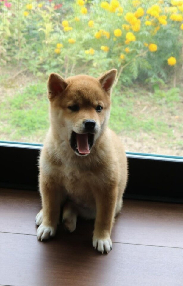 温かい窓際で大あくび▶娘さんのリクエストに応えて…(⇒次へ)