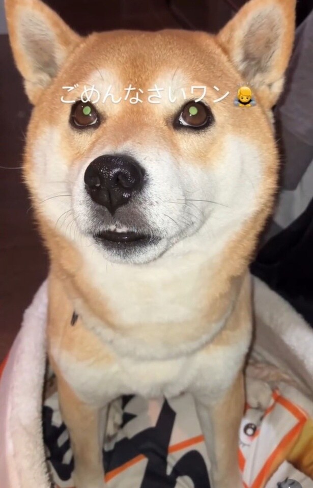 叱られ、「ごめんなさいワン」▶(次画像からマイペースな柴犬との実録を描いた『柴犬ぽんちゃん、今日もわが道を行く』が読めます)