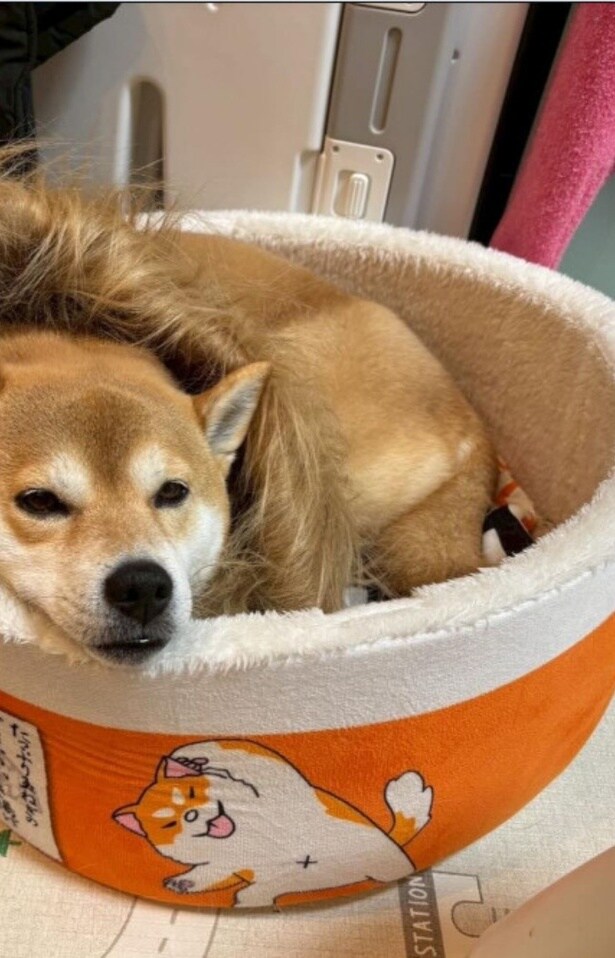 茶色のたてがみをつけて“ライオン”に変身▶反省の表情も…(⇒次へ)