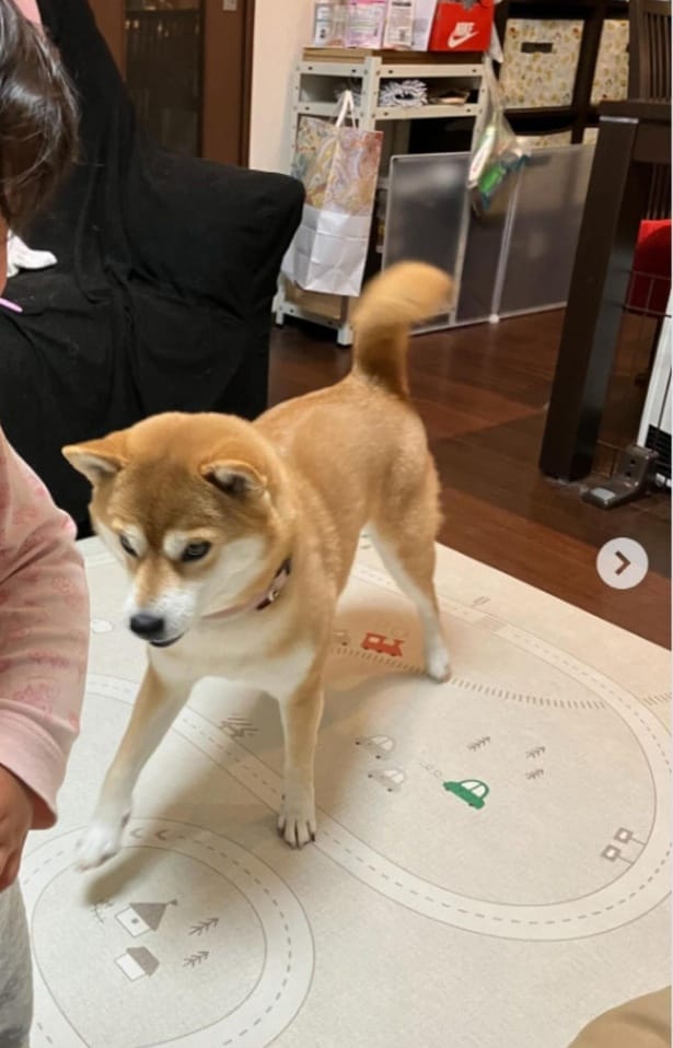 娘さんと一緒に遊びたかっただけなの…▶子犬時代の麦さんの様子（⇒次へ）