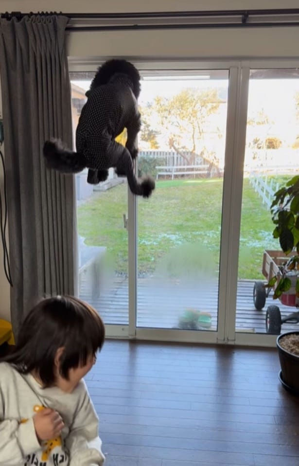 興奮して大ジャンプ!▶どのくらいの高さかというと…(⇒次へ)