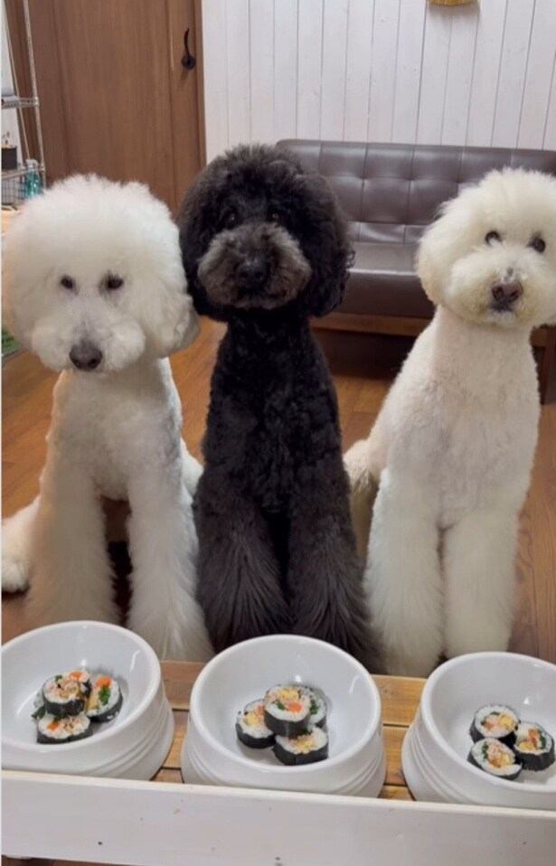 3匹そろっていただきます!▶(次画像からトイプーのかわいさにキュンキュンの実録コミックエッセイ『うちのトイプーがアイドルすぎる。』が読めます)(⇒次へ)