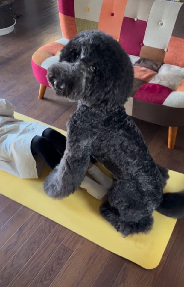 顔を見上げて「もっと頑張って」と言いたそう▶ワンちゃんと子どもたちの日常（⇒次へ）