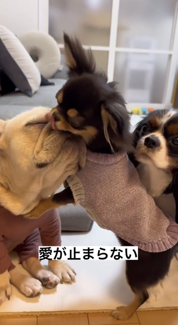 じゃれあう仲良しの3匹▶冬はお決まりの定位置（⇒次へ）