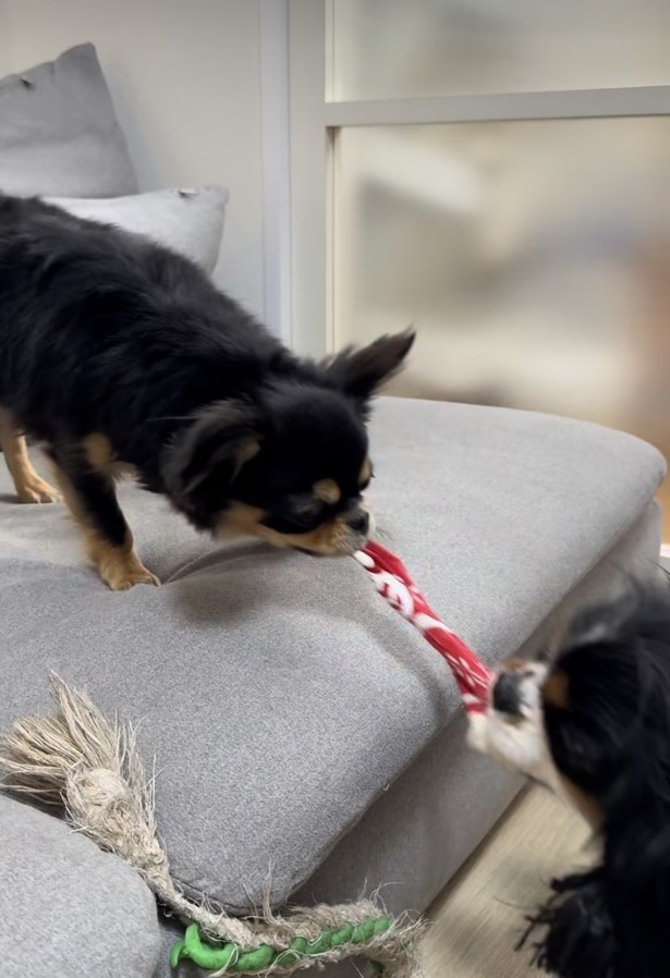 もはや持ち主は戦いに入らない▶達観したフレンチブルドッグの表情（⇒次へ）