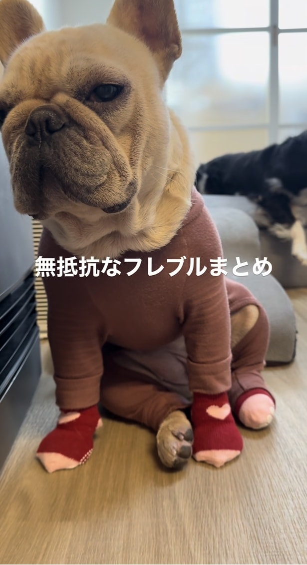 「人生何週目？」と質問したくなる▶3匹はいつも仲良し（⇒次へ）