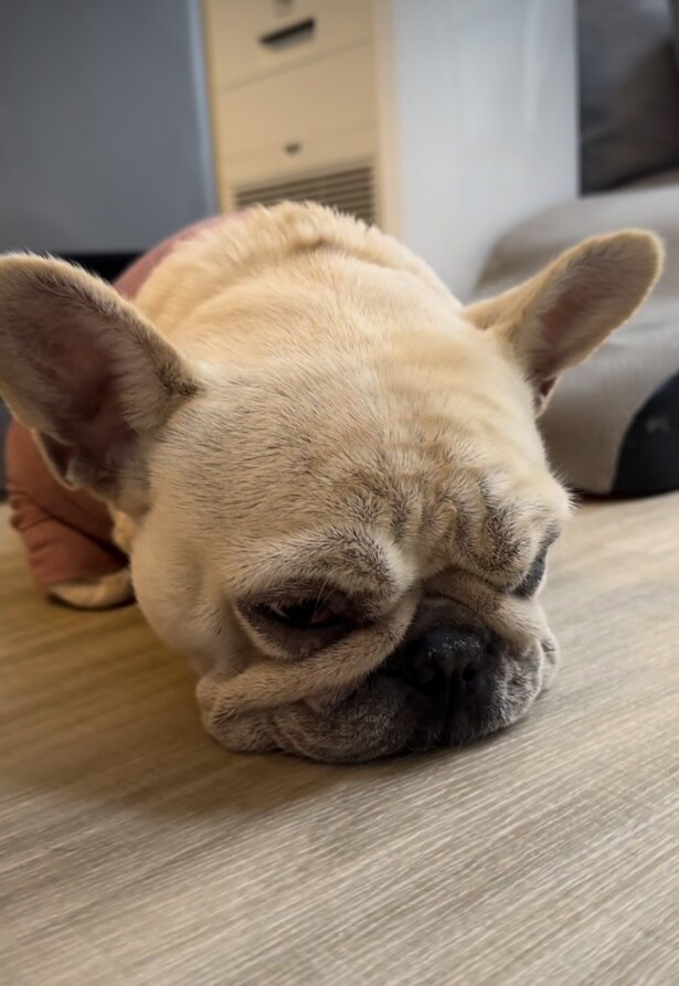 仏のような諦めの表情がなんともいえない▶何度も取られる（⇒次へ）