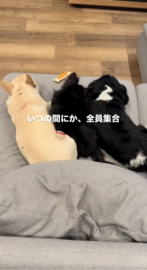 ソファを占領▶普段もいつもと同じ顔のフレンチブルドッグ（⇒次へ）