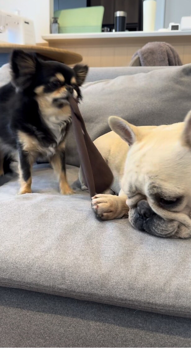 3匹のなごやかな日常（⇒次ページから柴犬のコミックエッセイ『柴犬ぽんちゃん、我が道を行く』が読めます）